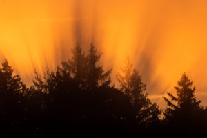 Sonnenstrahlen bei morgendlichem Nebel an einem Waldrand bei Iffeldorf an den Osterseen Sonnenstrahlen bei morgendlichem Nebel an einem Waldrand bei Iffeldorf an den Osterseen